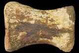 Hadrosaur (Edmontosaur) Phalange Bone - Montana #130262-3